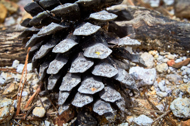 istock Texture of Strobilus or pinecone on the ground in a coniferous forest 1404931615