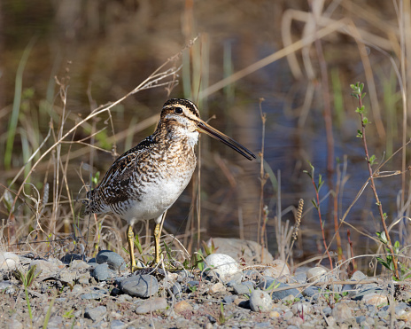 Wilson's snipe is a small, stocky shorebird. The genus name gallinago is New Latin for a woodcock or snipe from Latin gallina, \