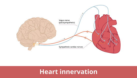 Basic scheme of heart contraction and heart rate control system via vagus nerve and sympathetic cardiac nerves.