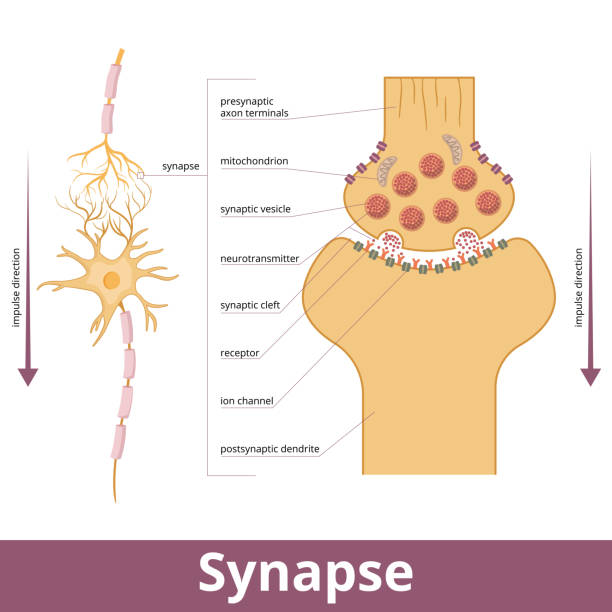 Synapse Visualization of synapse structure while passing an electrical or chemical signal (nervous impulses) to another neuron, including mitochondria, synapse vesicle, and ion channels. nervous tissue stock illustrations