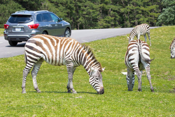 10+ Six Flags New Jersey Stock Photos and Royalty-Free Pictures