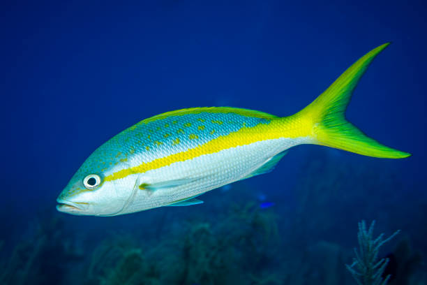 snapper yellowtail pod wodą - chryzor zdjęcia i obrazy z banku zdjęć