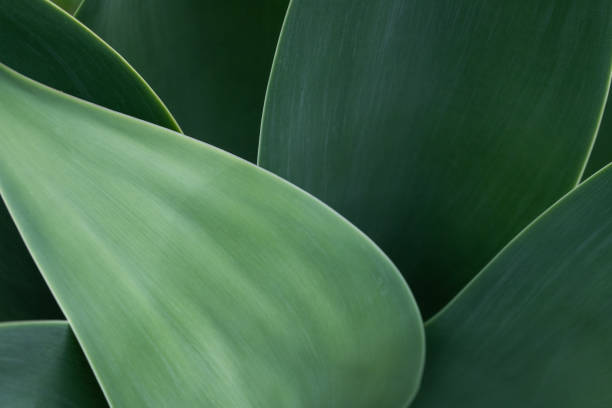Succulent Agave attenuata plant leaves macro abstract background