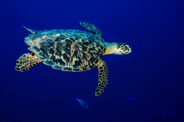 green sea turtle - hawksbill turtle fotografías e imágenes de stock