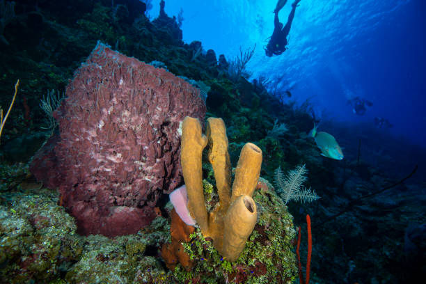 Middle-aged man enjoying a trip to the Exuma Islands during the winter on a sunny day, a Bahamas paradise hideaway in the Caribbean Sea. Underwater and fishing sport, snorkelling trip.