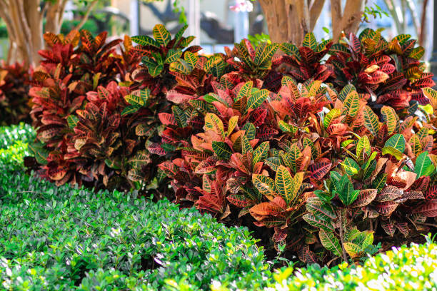 istock beautiful plan foliage in trees and gardens 1404933820