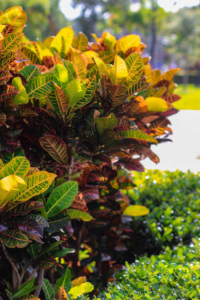 istock beautiful plan foliage in trees and gardens 1404933844