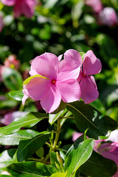 istock beautiful plan foliage in trees and gardens 1404933899