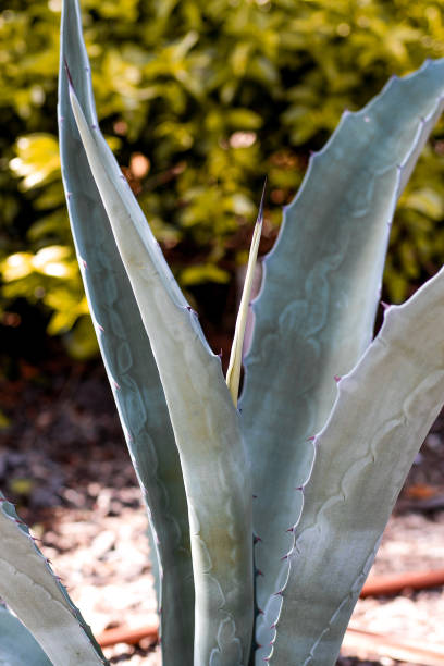 istock beautiful thick green plant leaves 1404934556