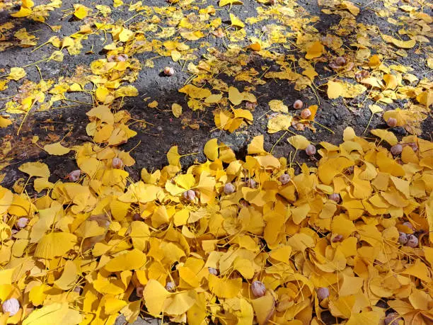 Fallen leaves of Ginkgo Biloba tree, in intense yellow color , in close-up, horizontal take, on the street and at the sun light. Photo taken on June 17, 2022 in Rosario city, Santa Fe province, Argentina.