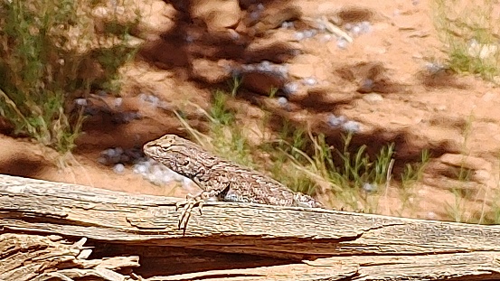 A lizard in Monument Valley Tribal Park, Arizona