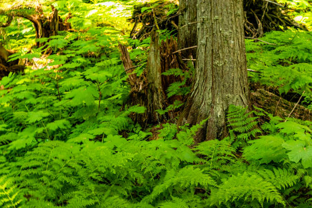 istock Hemlock Grove Boardwalk Glacier National Park British Columbia Canada 1404938286