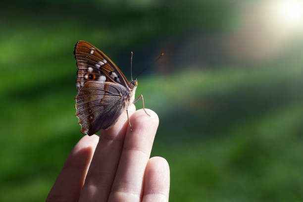 istock Beautiful butterfly sits on the girl's fingertips, selective focus 1404938403
