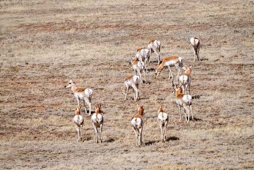Pronghorn (or antelope) herd moving away, roaming looking for good grass in central Colorado in western USA.