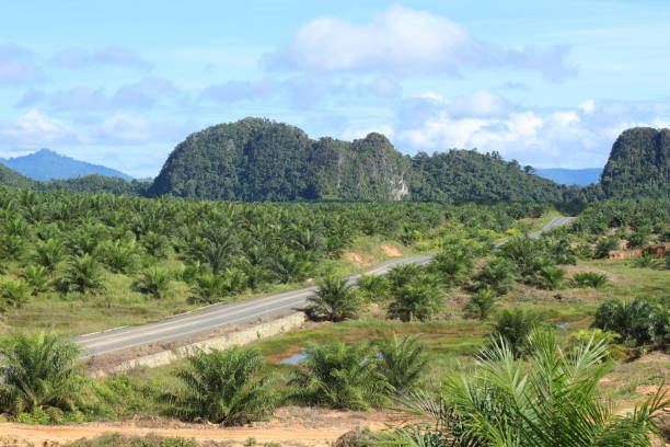 istock Oil palm plantation about 3 years old 1404938721