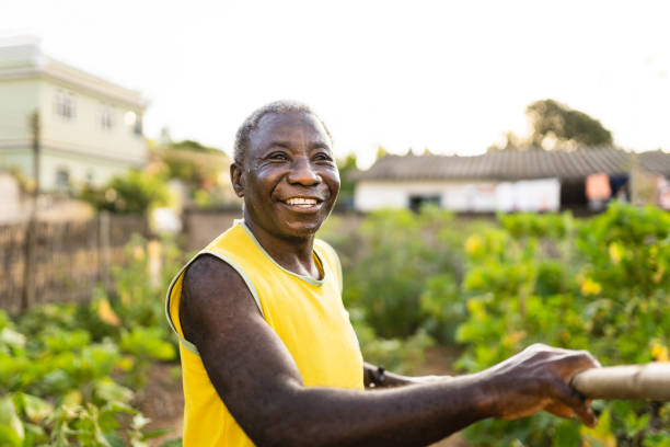 istock Elderly man in his backyard vegetable garden 1404939480
