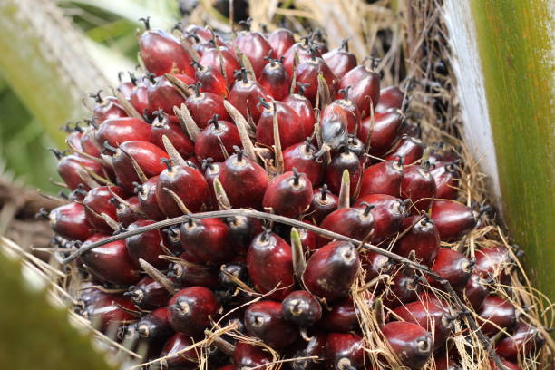 istock Oil palm fruit is ripe and ready to be harvested 1404939733