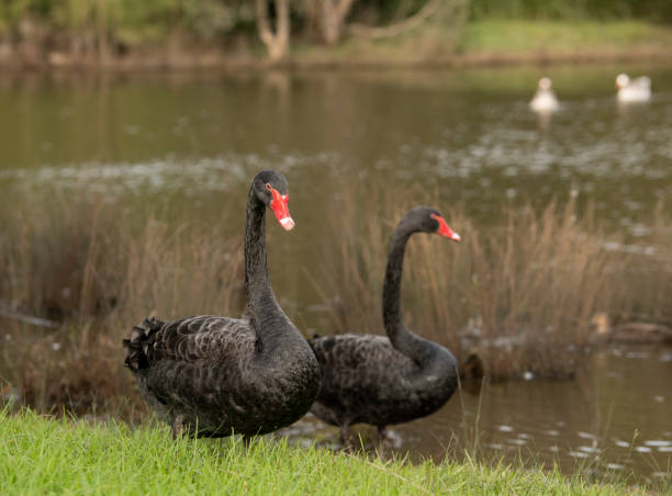 istock Two black swans standing on grass by a lake in a park. 1404941297