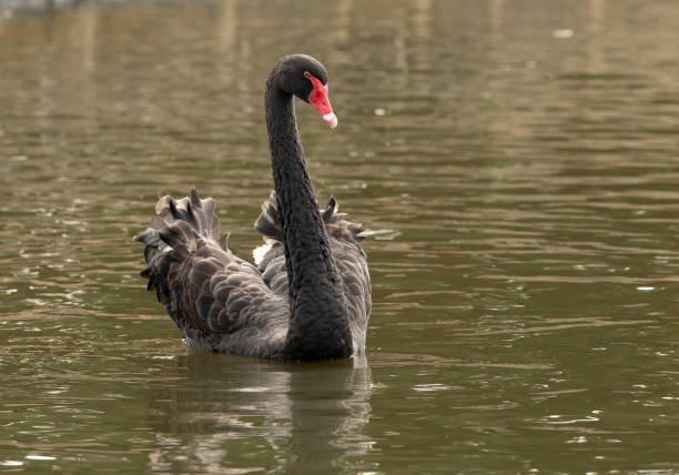 istock Black swan swimming in lake 1404941394