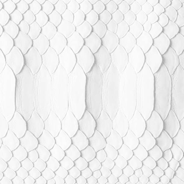 natural snake skin as a background. white snakeskin texture