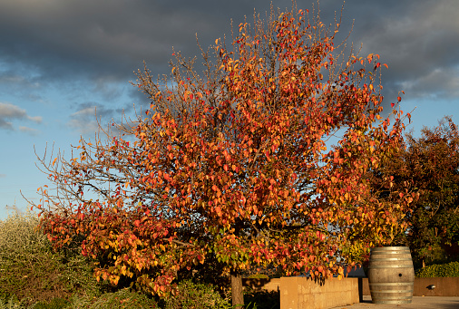 Tupelo tree in with blazing orange autumn leaves against stormy evening sky. Wine barrel to the right.