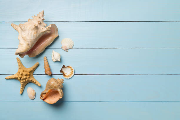 istock Sea shells on wooden background, top view. Summer concept 1404942494