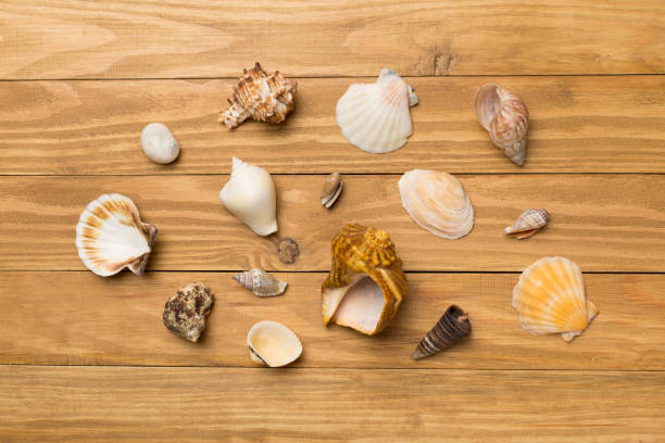 istock Sea shells on wooden background, top view. Summer concept 1404942501