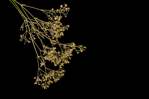 gold flowers on a black background. Layout of the top view.