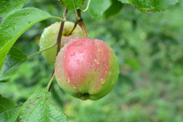 istock Apples ripen on the tree branch 1404944016