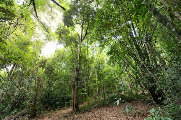 istock Asian tropical rainforest, forest trees, nature green wood backgrounds. 1404945006
