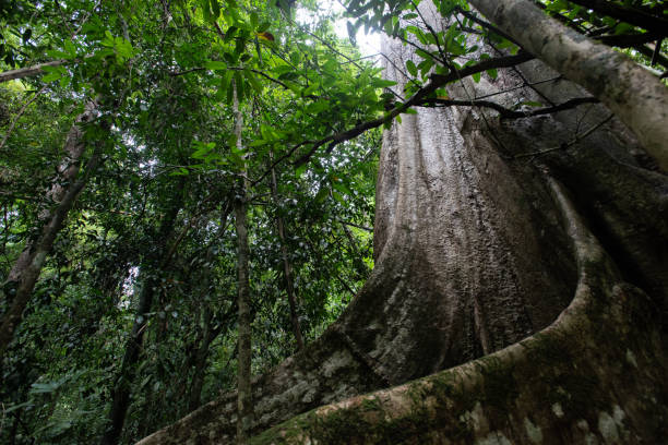 istock Asian tropical rainforest, forest trees, tree roots in forest. 1404945010