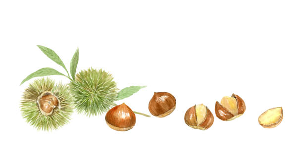 Watercolor illustration of chestnuts decoration Watercolor illustration of chestnuts decoration chestnut food stock illustrations