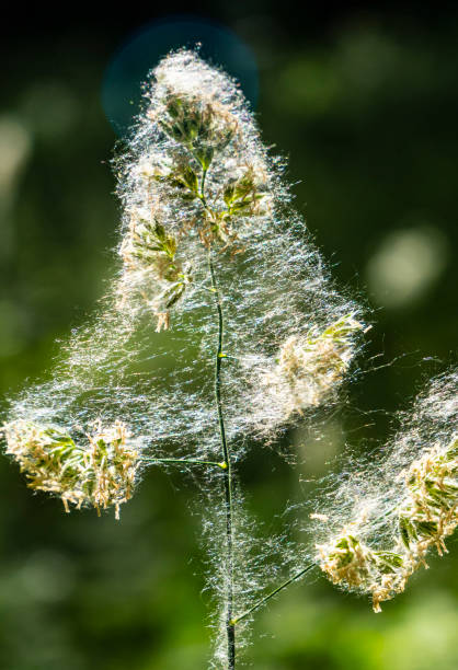 istock Fluff on branches and leaves of vegetation. 1404945218