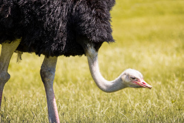 istock Side view of a ostrich 1404945944