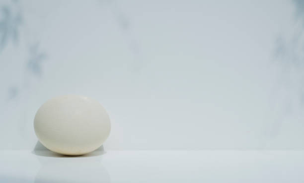 istock a large milky white ostrich egg on a white background with light shadows. with empty space abstract image white on white for background with ellipsoid oval egg 1404946182