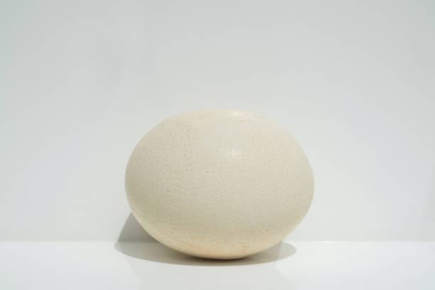 a large milky white ostrich egg on a white background with light shadows. with empty space abstract image white on white for background with ellipsoid oval egg