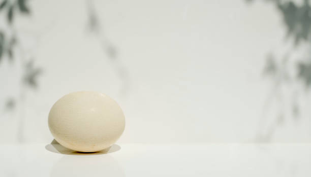istock a large milky white ostrich egg on a white background with light shadows. with empty space abstract image white on white for background with ellipsoid oval egg 1404946196
