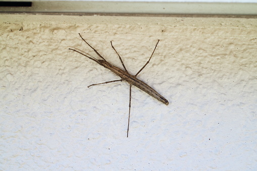 Stick insect on the wall