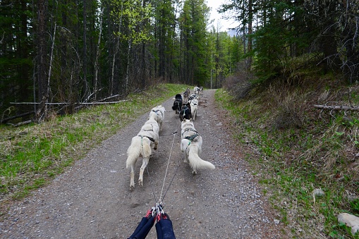 Sled dogs training as a team on dirt road in Canada