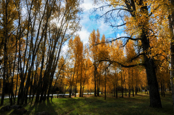 istock Curecanti National Recreation Area - Backlit Trees at Neversink Creek 1404955995