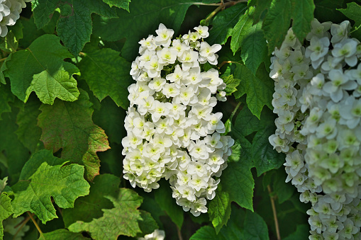 Hydrangea quercifolia\nOakleaf hydrangea flowers