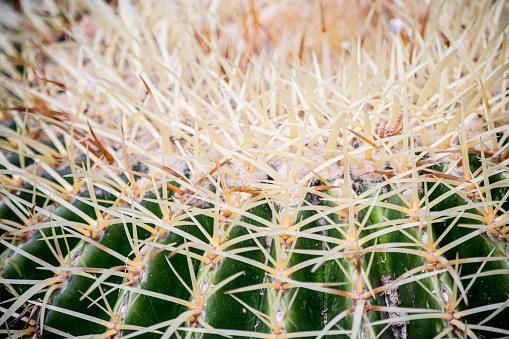 Abstract closeup of a barrel cactus
