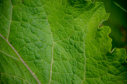 Closeup of leaves that are abstract and detailed.