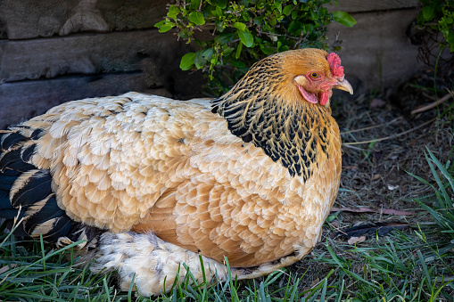 Close up of domestic chicken with golden feathers.
