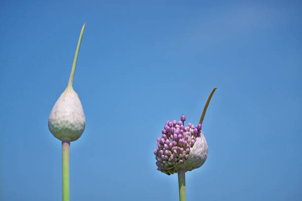 Flower of the garlicGarlic flowers