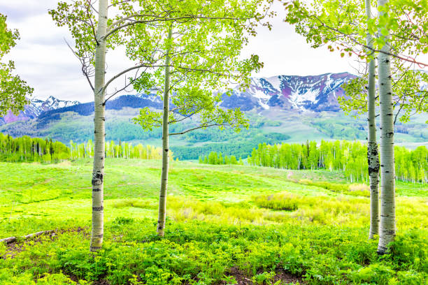 kuvapankkikuvat ja rojaltivapaat kuvat aiheesta snodgrass-polun metsäreuna mt crested buttessa, coloradossa puisto kallioiset vuoret, joissa on vihreiden haapapuiden etuala kesällä ja peltoniitty taustalla - aspen tree