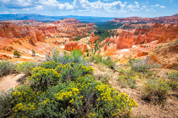 Landscape high angle aerial view from Sunset Point Overlook cliff edge at Bryce Canyon National Park in Utah with yellow flowers in foreground during day Landscape high angle aerial view from Sunset Point Overlook cliff edge at Bryce Canyon National Park in Utah with yellow flowers in foreground during day rabbit brush stock pictures, royalty-free photos & images