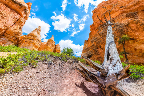 Fallen dead tree trunk on Queen's Garden Navajo Loop trail at Bryce Canyon National Park in Utah on sunny day with red orange rock formations wide angle view