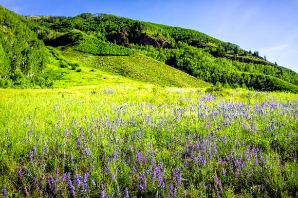 bujne zielone pole łąkowe wielu dzikich niebieskich fioletowych kwiatów łubinu polne kwiaty w rejonie maroon bells w aspen w stanie kolorado na tle skalistych gór wiosną latem i błękitnym niebem - wildflower flower colorado lupine zdjęcia i obrazy z banku zdjęć