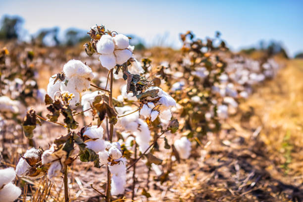 가을 가을 시즌의 매크로 클로즈업 풍경보기 미주리 또는 캔자스 농촌 농장 시골 갈색 밭 많은 푹신한 익은 면화 식물 농업 따기 위해 - cotton plant dry branch 뉴스 사진 이미지